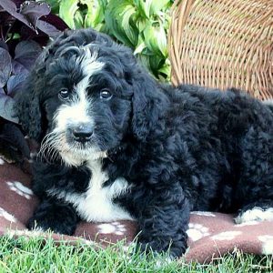 Landon, Bernedoodle Puppy