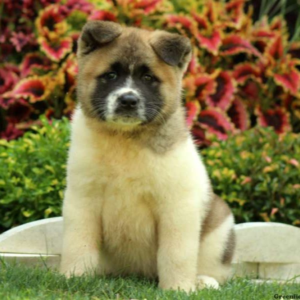 Landry, Akita Puppy