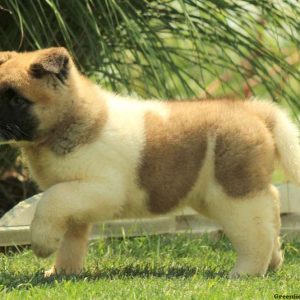 Landry, Akita Puppy