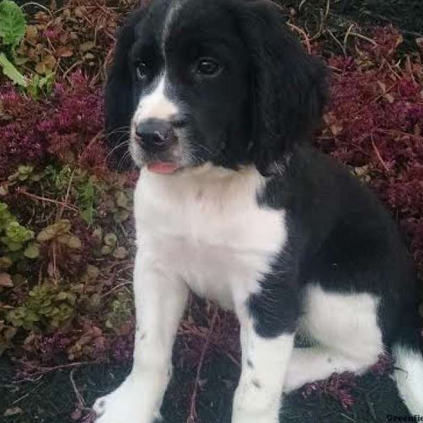 Larry, English Springer Spaniel Puppy