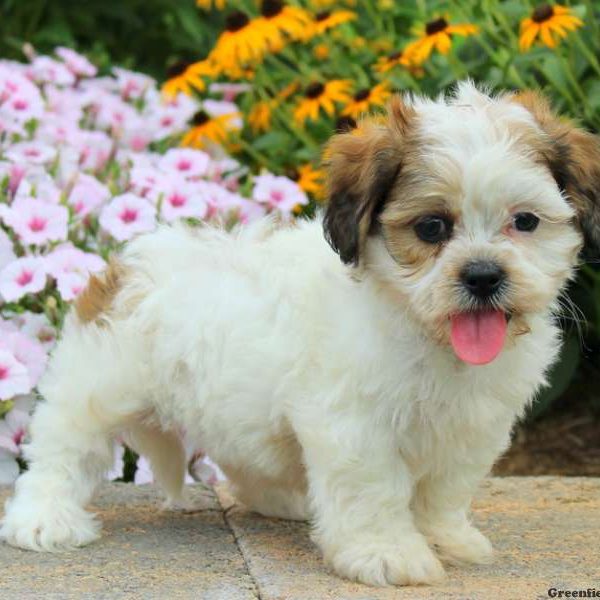 Larry, Shichon / Teddy Bear Puppy