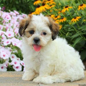 Larry, Shichon / Teddy Bear Puppy