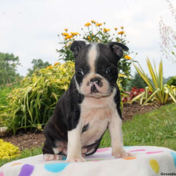 Lars, Boston Terrier Puppy