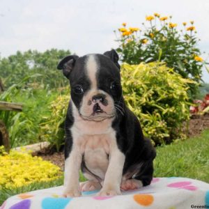 Lars, Boston Terrier Puppy