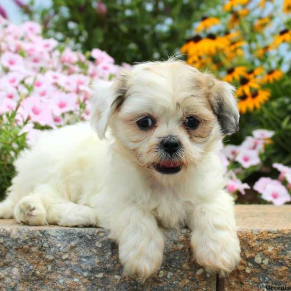 Laura, Shichon / Teddy Bear Puppy