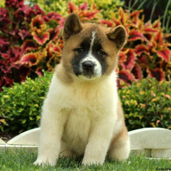 Laurel, Akita Puppy