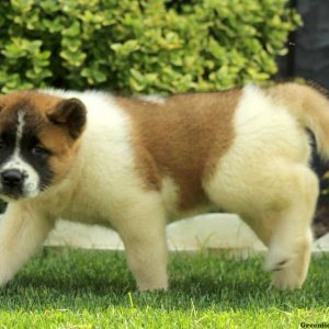 Laurel, Akita Puppy