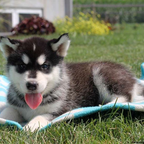 Lauren, Alaskan Malamute Puppy