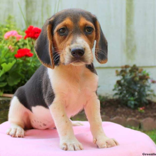 Lauren, Beagle Puppy