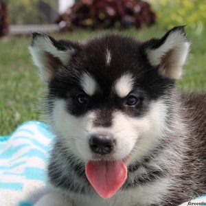 Lauren, Alaskan Malamute Puppy