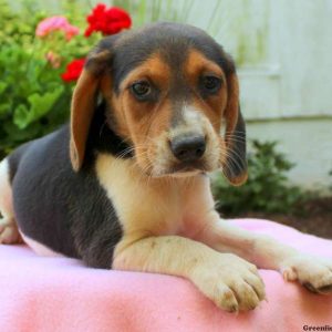 Lauren, Beagle Puppy