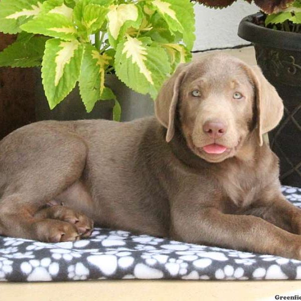 Lavern, Labrador Retriever-Silver Puppy