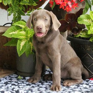 Lavern, Labrador Retriever-Silver Puppy