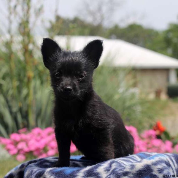 Layla, Chihuahua Mix Puppy