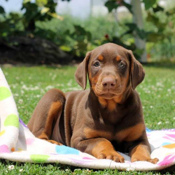 Layla, Doberman Pinscher Puppy