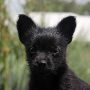 Layla, Chihuahua Mix Puppy