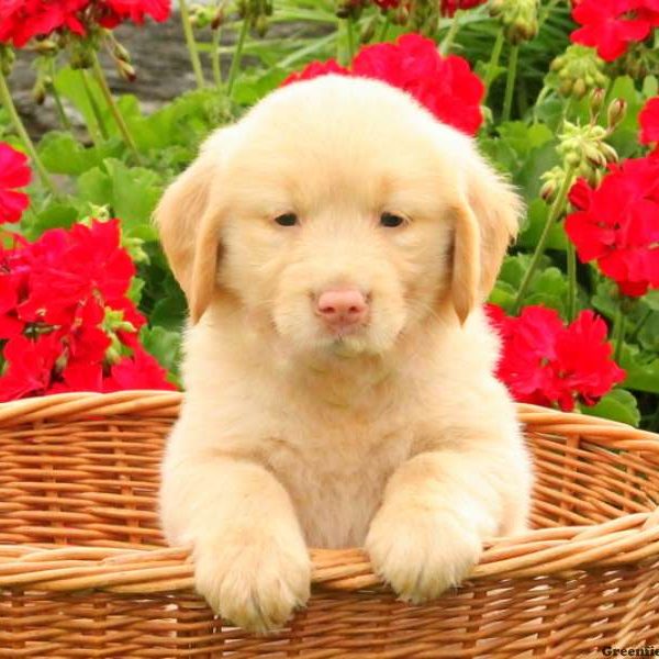 Leader, Golden Retriever Puppy