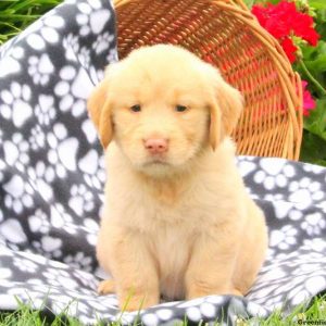 Leader, Golden Retriever Puppy