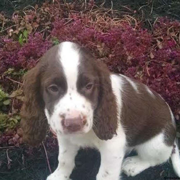 Leah, English Springer Spaniel Puppy