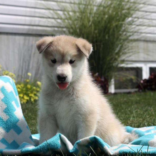 Leah, Alaskan Malamute Puppy