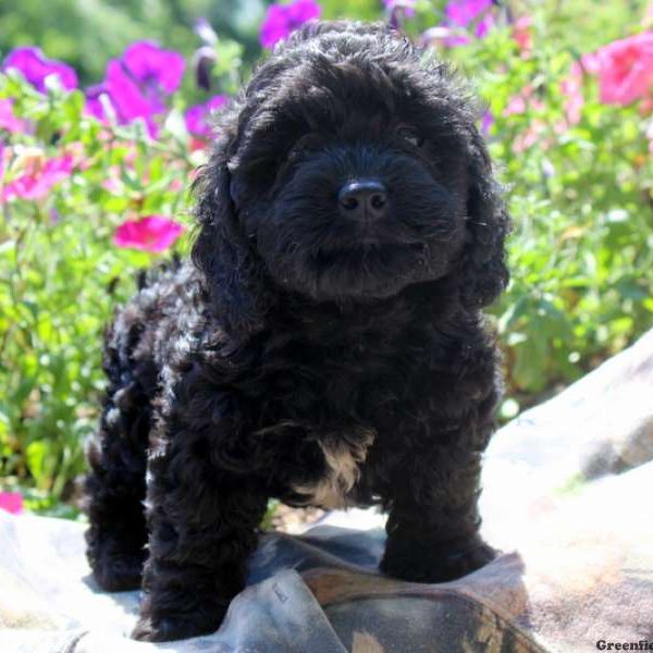 Leah, Cockapoo Puppy