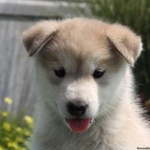 Leah, Alaskan Malamute Puppy