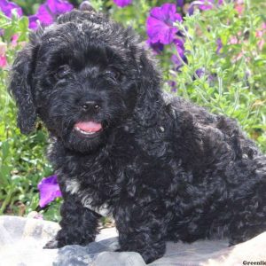 Leah, Cockapoo Puppy