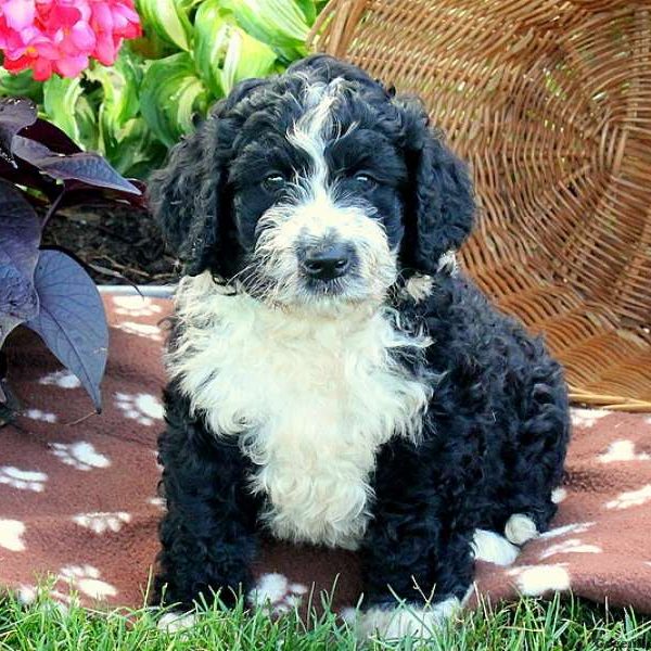 Lee, Bernedoodle Puppy