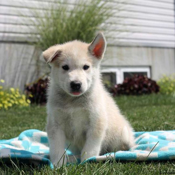 Lee, Alaskan Malamute Puppy