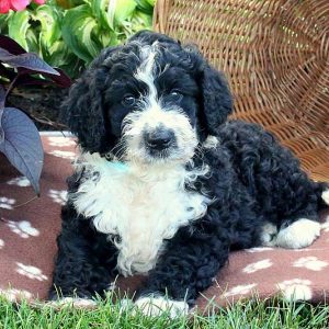 Lee, Bernedoodle Puppy