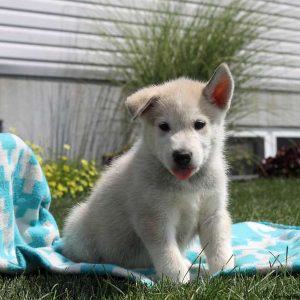 Lee, Alaskan Malamute Puppy