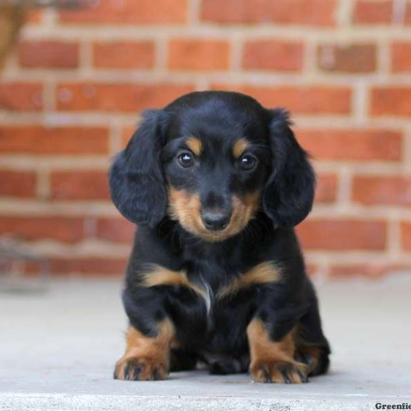 Lego, Dachshund Puppy