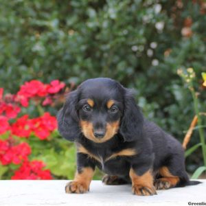 Lego, Dachshund Puppy