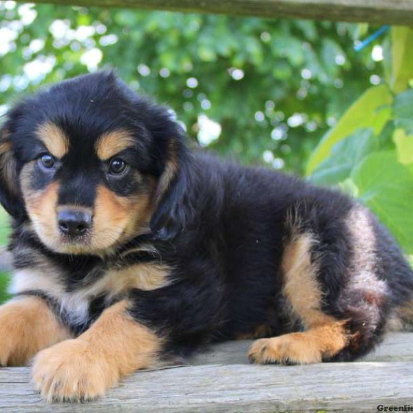 Lem, Cavalier King Charles Mix Puppy