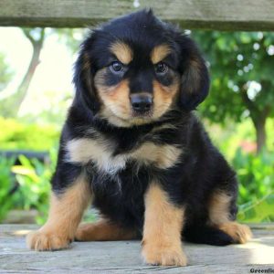 Lem, Cavalier King Charles Mix Puppy