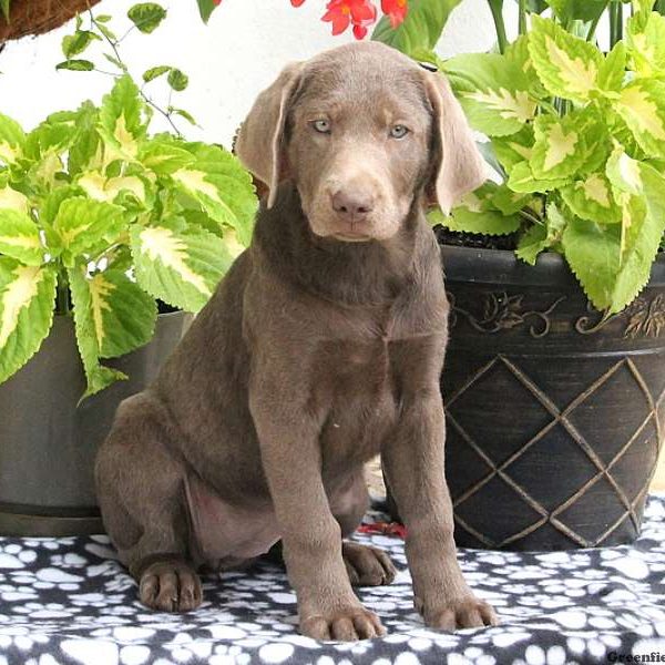 Lena, Labrador Retriever-Silver Puppy