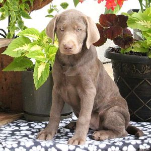 Lena, Labrador Retriever-Silver Puppy