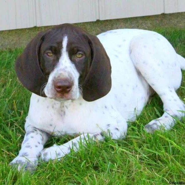 Leo, German Shorthaired Pointer Puppy