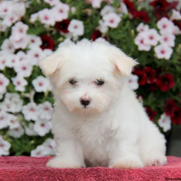 Leo, Maltese Puppy