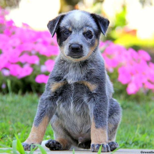 Leo, Blue Heeler – Australian Cattle Dog Puppy