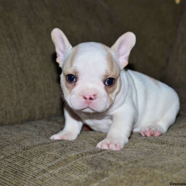 Leo, French Bulldog Puppy