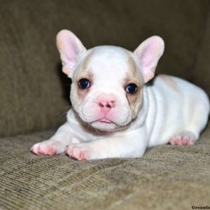 Leo, French Bulldog Puppy