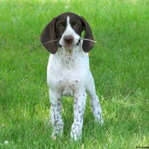 Leo, German Shorthaired Pointer Puppy