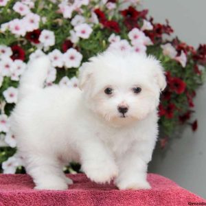 Leo, Maltese Puppy