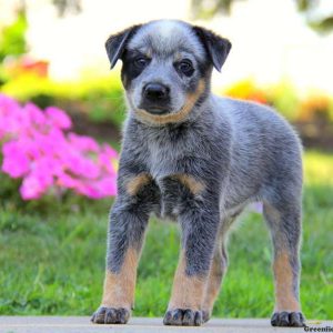 Leo, Blue Heeler – Australian Cattle Dog Puppy