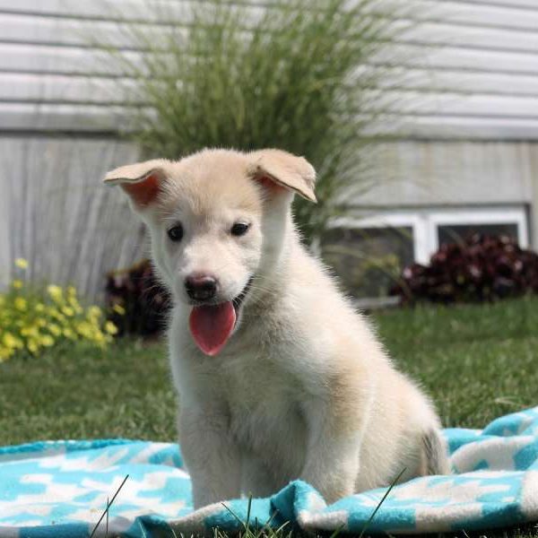 Leslie, Alaskan Malamute Puppy