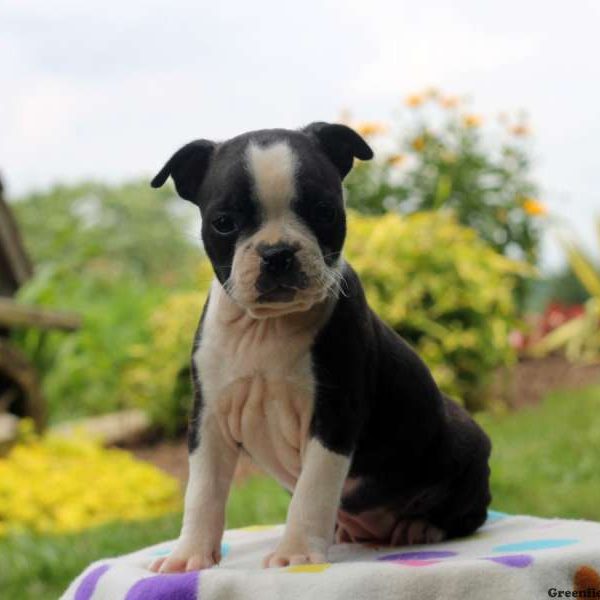 Leslie, Boston Terrier Puppy