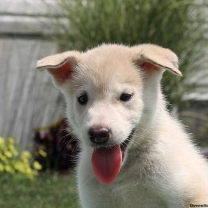 Leslie, Alaskan Malamute Puppy