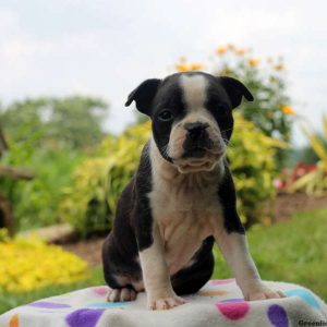 Leslie, Boston Terrier Puppy