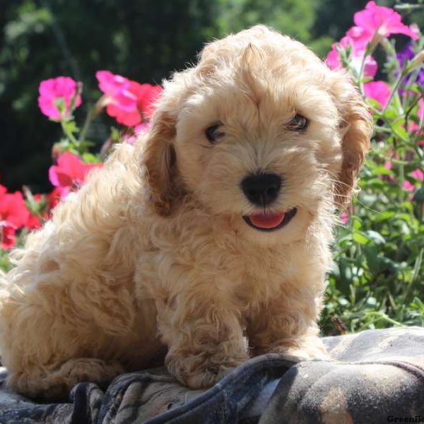 Lester, Cockapoo Puppy